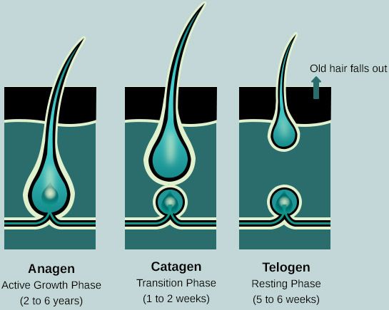 Understanding Natural Hair Growth